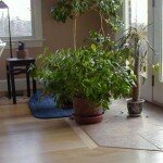 Benefits of Using Green Plants in Home Interior